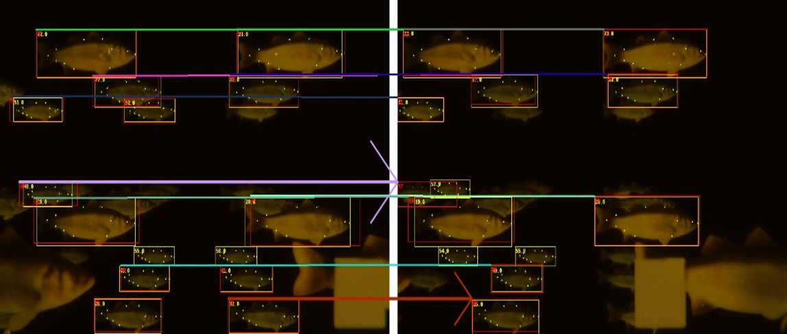 Fish size measurement result