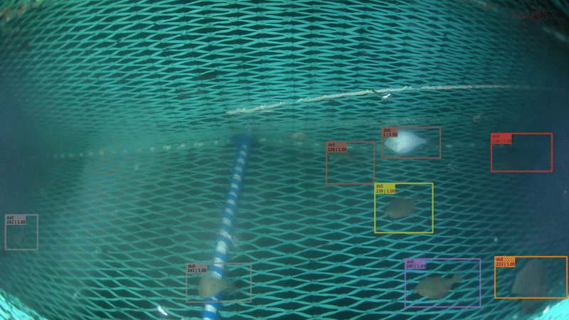 Underwater fish tracking result
