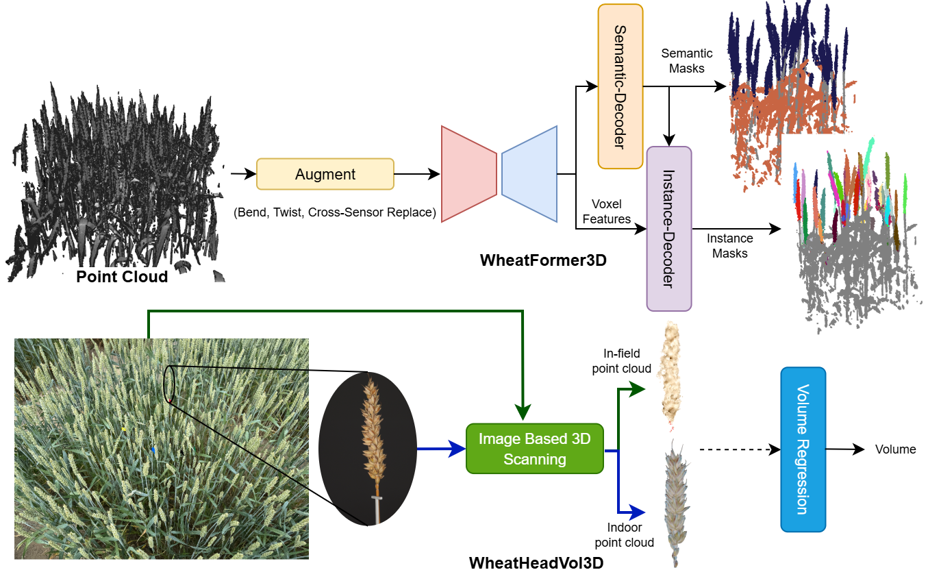Wheat head size measurement