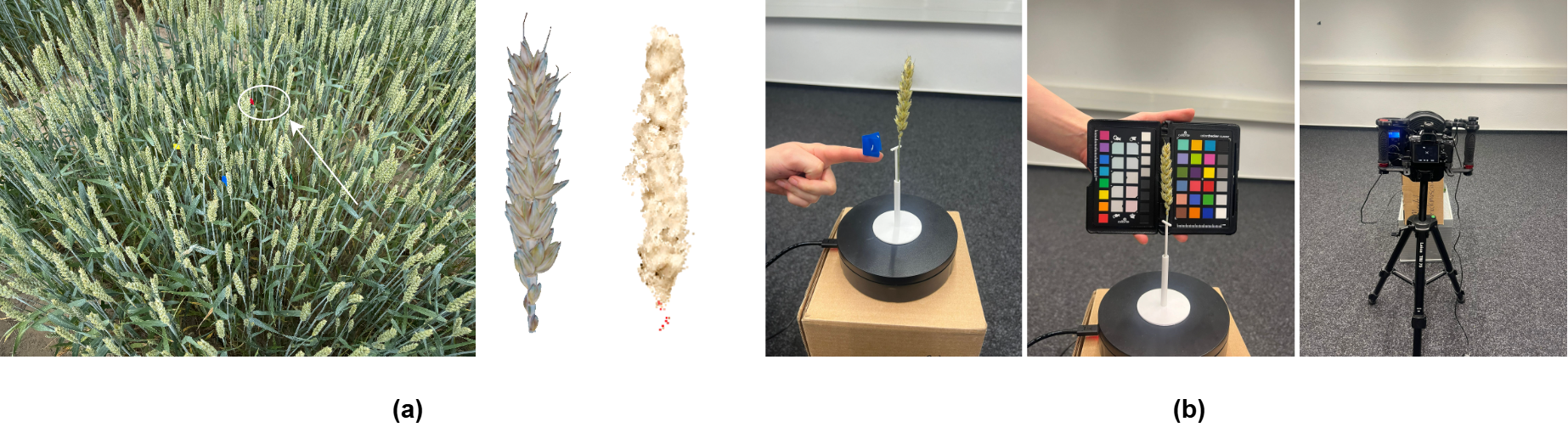 Wheat scanning setup
